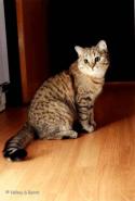 S*Esteticas Zorro 1 year