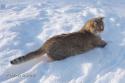 xS*Esteticas Goding (Goding) 2,5 years snow
