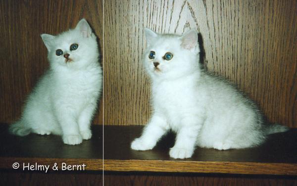 EC S*Esteticas Ariel (Amie) and S*Esteticas Aurora 8 weeks