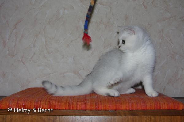 S*Esteticas Arthur 3 months - nr 1