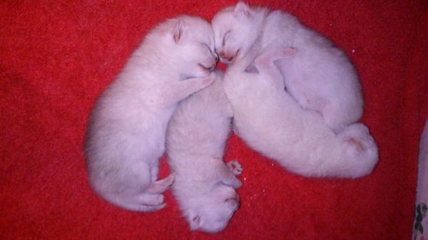 B-litter  3 days © kia