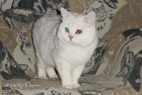 CH S*Catpearl's Baryt Green (Baryt) 1,5 years