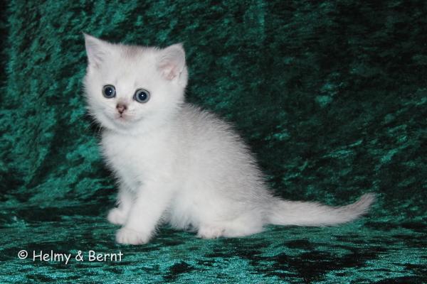 S*Esteticas Bimini (Skrållan) 6 weeks - nr 3