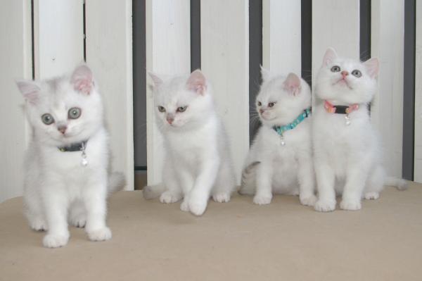 S*Esteticas Bimini (Skrållan), S*Esteticas Blondie, S*Esteticas Bingo (Dexter) S*Esteticas Bling-Bling 11 weeks - nr 2 © kia