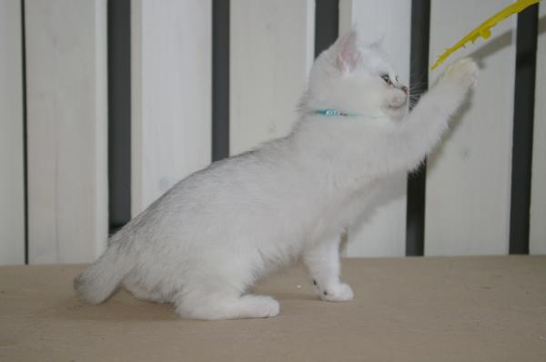 S*Esteticas Bingo (Dexter) 11 weeks - nr 1 © kia