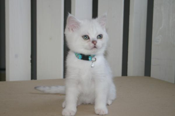 S*Esteticas Bingo (Dexter) 11 weeks - nr 2 © kia
