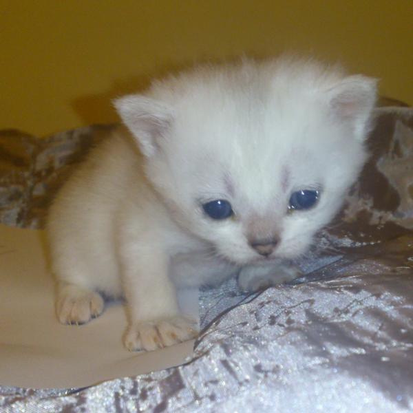 S*Esteticas Bingo (Dexter) 3 weeks - nr 1 © kia