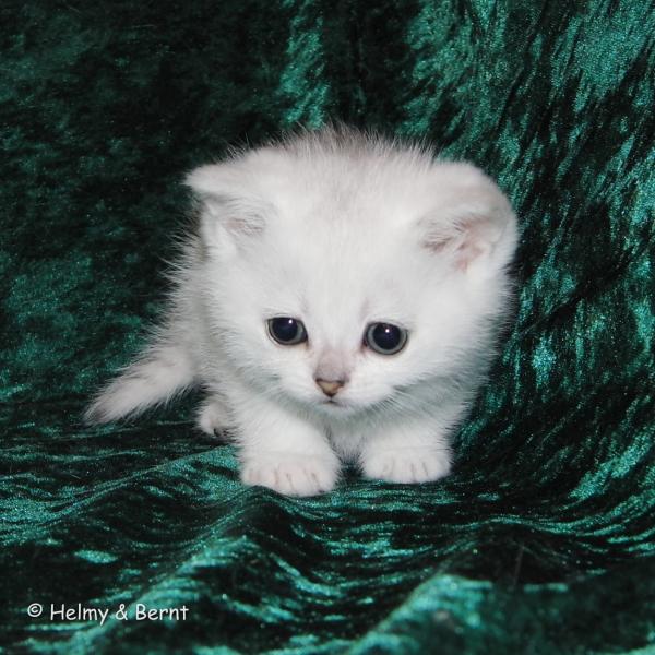 S*Esteticas Bingo (Dexter) 6 weeks - nr 1