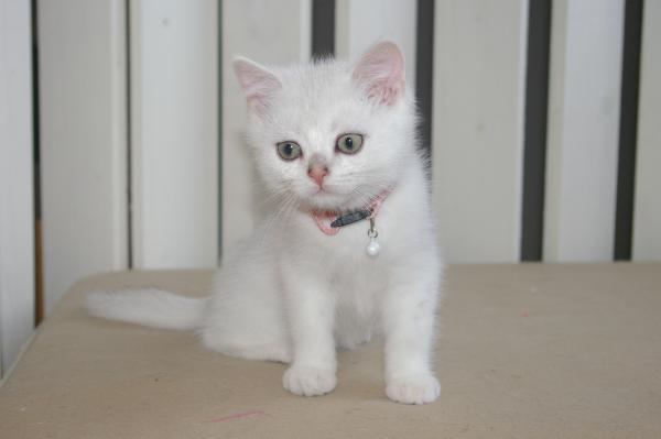 S*Esteticas Bling-Bling 11 weeks - nr 1 © kia