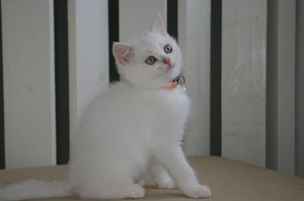 S*Esteticas Bling-Bling 11 weeks - nr 2 © kia