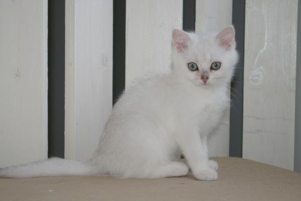 S*Esteticas Blondie 11 weeks - nr 1 © kia