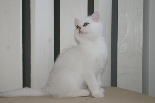 S*Esteticas Blondie 11 weeks - nr 2 © kia