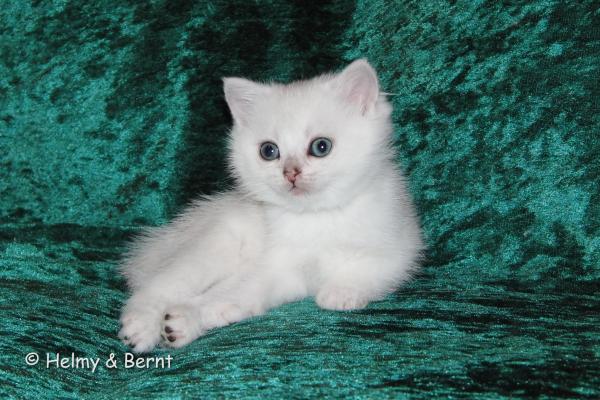 S*Esteticas Blondie 6 weeks - nr 1
