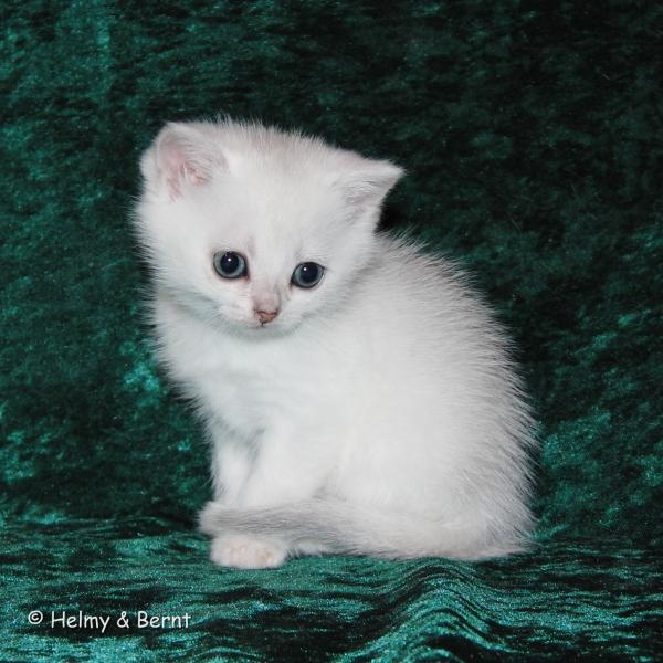 S*Esteticas Blondie 6 weeks - nr 2