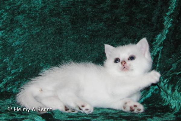 S*Esteticas Blondie 6 weeks - nr 3