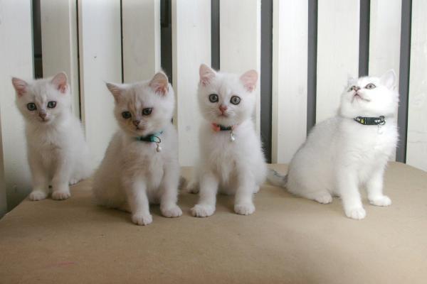 S*Esteticas Blondie, S*Esteticas Bingo (Dexter), S*Esteticas Bling-Bling and S*Esteticas Bimini (Skrållan) 11 weeks - nr 1 © kia