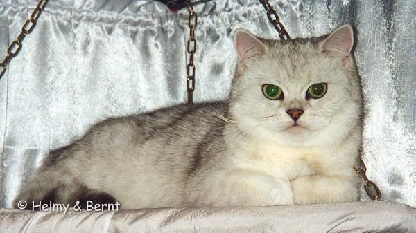 Quicksilver Sparkling Parade (Cassandra) bur