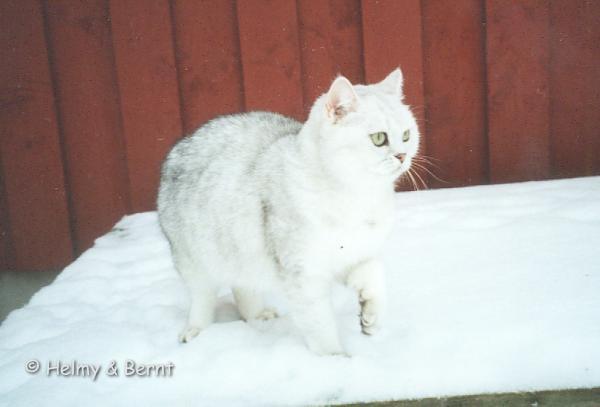 Quicksilver Sparkling Parade (Cassandra) snö