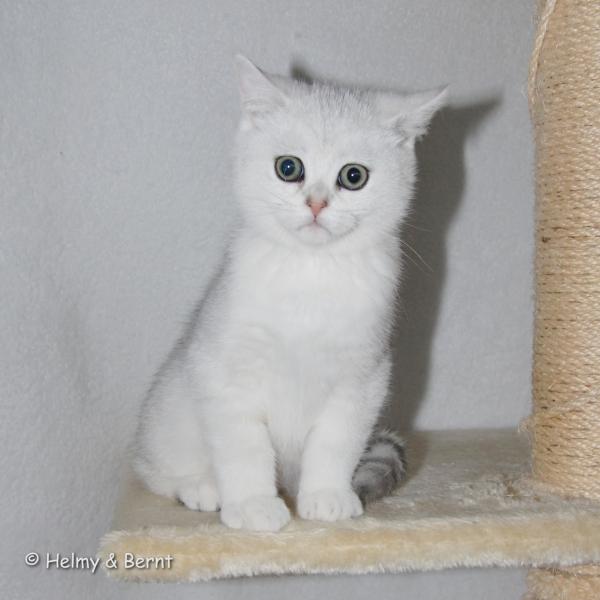 S*Esteticas Cirrus 12 weeks - nr 2