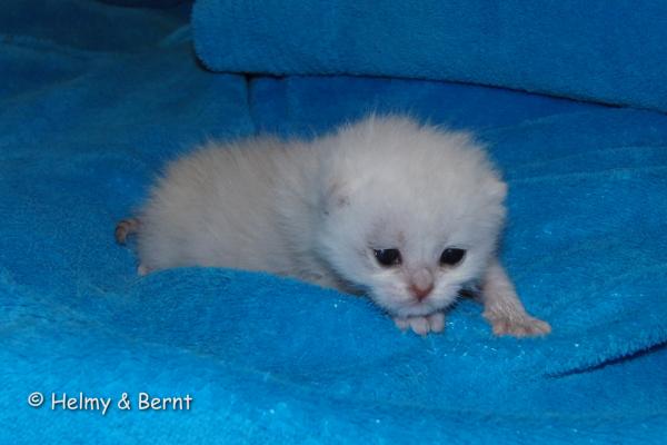 S*Esteticas Cirrus 2 weeks - nr 2
