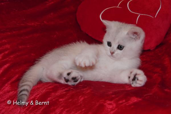 S*Esteticas Cirrus 8 weeks - nr 2