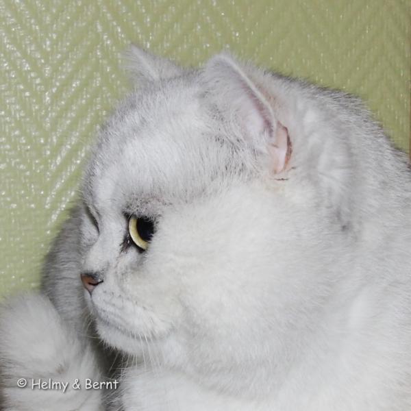 S*Esteticas Cumulus (Cumulus) 19 months profil