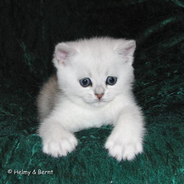 S*Esteticas Cumulus (Cumulus) 6 weeks - nr 1