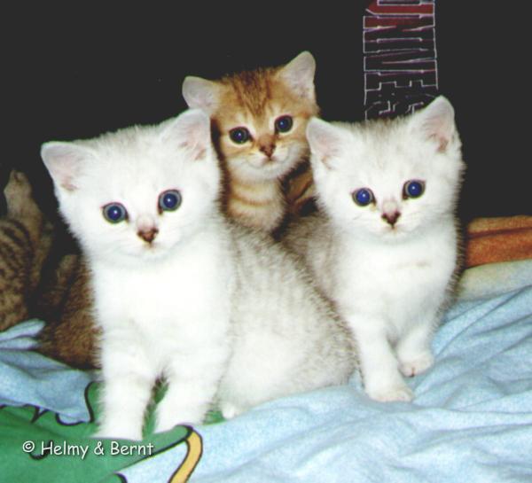 S*Esteticas Dandy, CH S*Esteticas Dixie and S*Esteticas Dexter 7 weeks