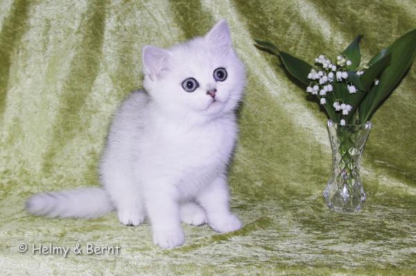 S*Esteticas Elvira (Elvira) 10 weeks - nr 1