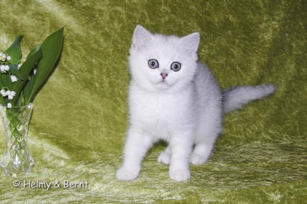 S*Esteticas Elvira (Elvira) 10 weeks - nr 2