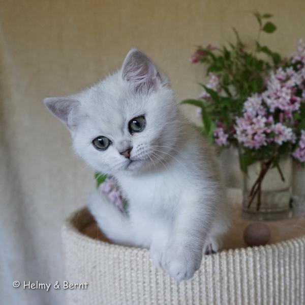 S*Esteticas Elvira (Elvira) 12 weeks - nr 1