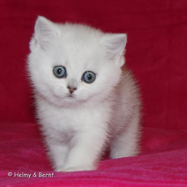 S*Esteticas Elvira (Elvira) 6 weeks - nr 1