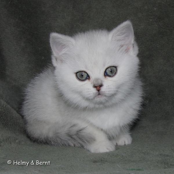 S*Esteticas Elvira (Elvira) 8 weeks - nr 1