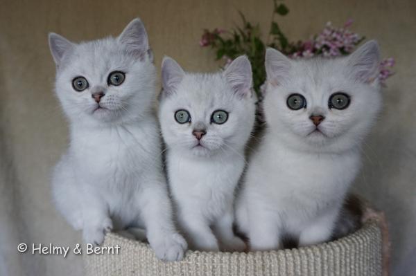 S*Esteticas Elvira (Elvira), S*Esteticas Eskil (Eskil) and S*Esteticas Estrella (Estrella) 12 weeks - nr 1