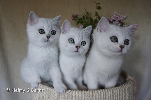 S*Esteticas Elvira (Elvira), S*Esteticas Eskil (Eskil) and S*Esteticas Estrella (Estrella) 12 weeks - nr 2