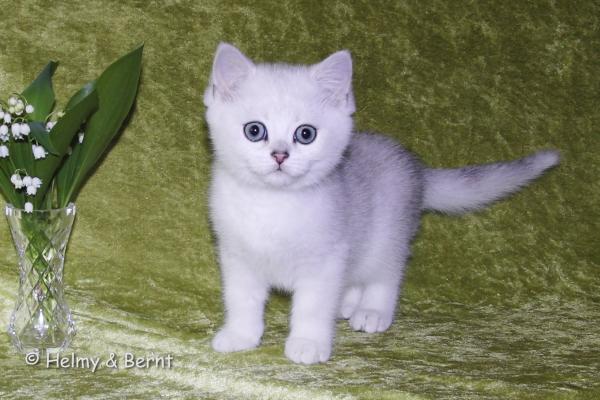 S*Esteticas Eskil (Eskil) 10 weeks - nr 1