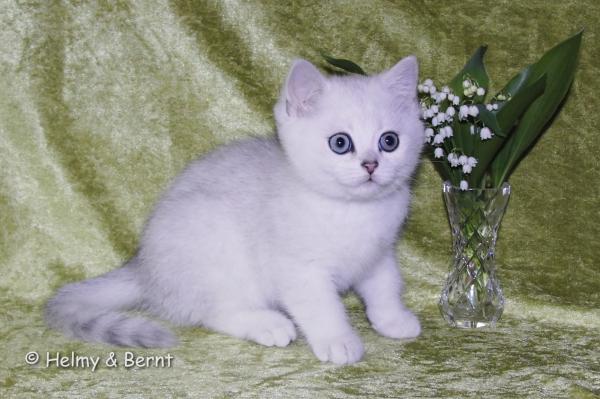 S*Esteticas Eskil (Eskil) 10 weeks - nr 2