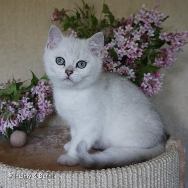 S*Esteticas Eskil (Eskil) 12 weeks - nr 1