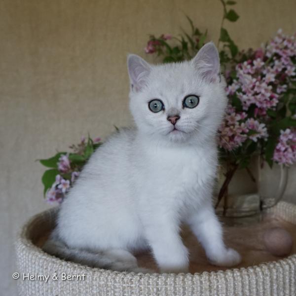 S*Esteticas Eskil (Eskil) 12 weeks - nr 2