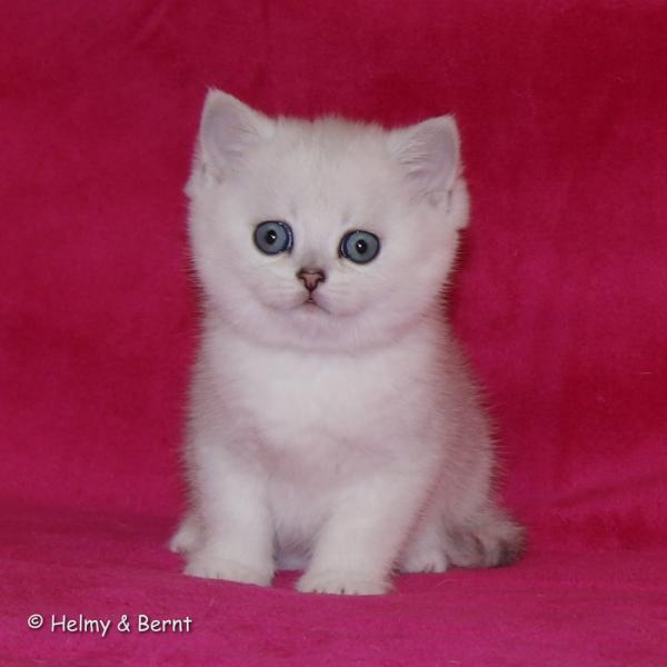 S*Esteticas Eskil (Eskil) 6 weeks - nr 1