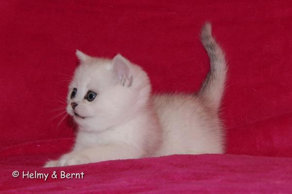 S*Esteticas Eskil (Eskil) 6 weeks - nr 2