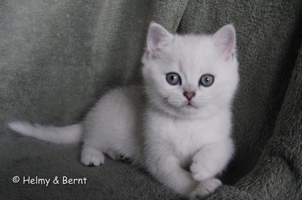 S*Esteticas Eskil (Eskil) 8 weeks - nr 1