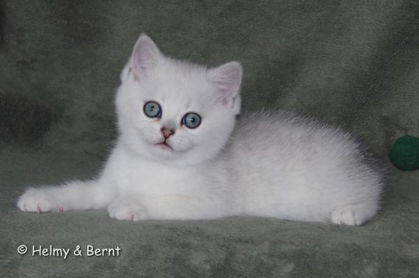 S*Esteticas Eskil (Eskil) 8 weeks - nr 2