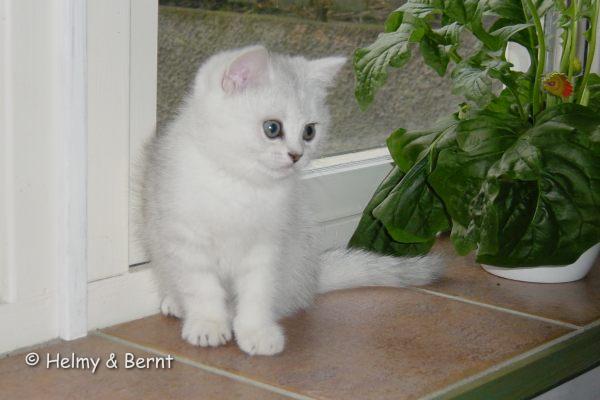 CH S*Esteticas Hjärter Ess (Esset) 9 weeks