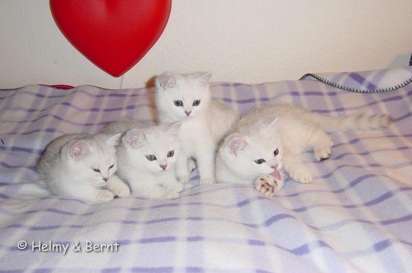 CH S*Esteticas Hjärter Ess (Esset), S*Esteticas Hjärter Dam, S*Esteticas Hope Gem of  Catpearl (Hope) and S*Esteticas Hjärter Kung 12 weeks