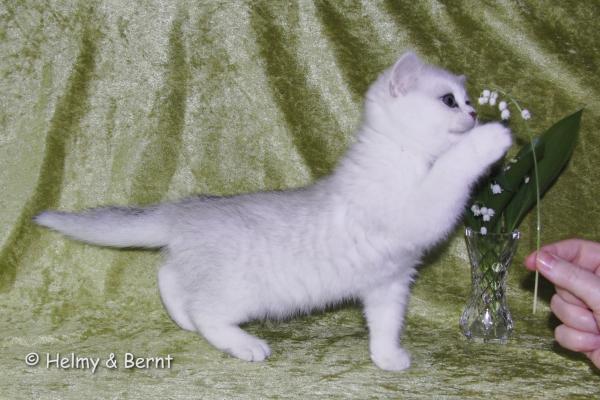 S*Esteticas Estrella (Estrella) 10 weeks - nr 2