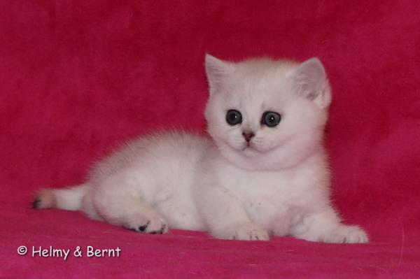 S*Esteticas Estrella (Estrella) 6 weeks - nr 1