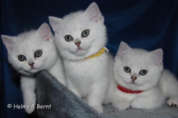 S*Esteticas Estrella (Estrella), S*Esteticas Elvira (Elvira) and S*Esteticas Eskil (Eskil) 8 weeks - nr 2