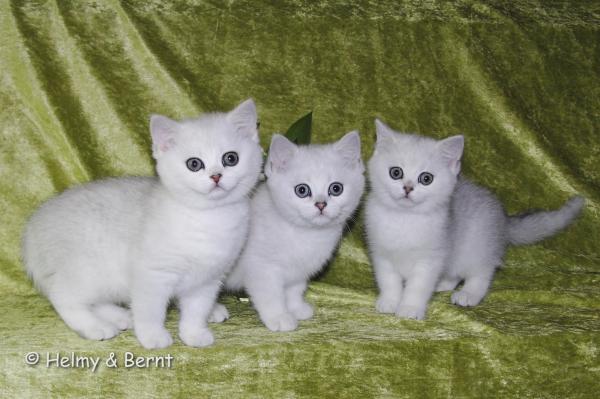S*Esteticas Estrella (Estrella), S*Esteticas Eskil (Eskil) and S*Esteticas Elvira (Elvira) 10 weeks - nr 1