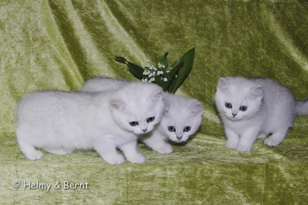 S*Esteticas Estrella (Estrella), S*Esteticas Eskil (Eskil) and S*Esteticas Elvira (Elvira) 10 weeks - nr 2